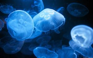 Moon Jellyfish wallpaper thumb