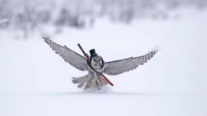 Owl landing in the snow wallpaper thumb