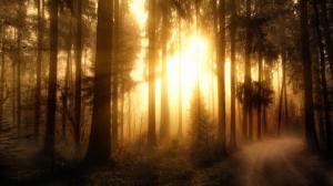 Misty forest, trees, sun rays wallpaper thumb