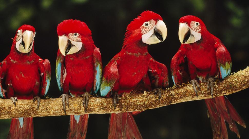 Four red parrot wallpaper,Four HD wallpaper,Red HD wallpaper,Parrot HD wallpaper,1920x1080 wallpaper