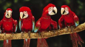 Four red parrot wallpaper thumb