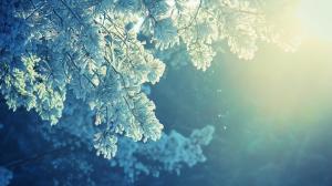 Winter Frost Branches Sunshine wallpaper thumb