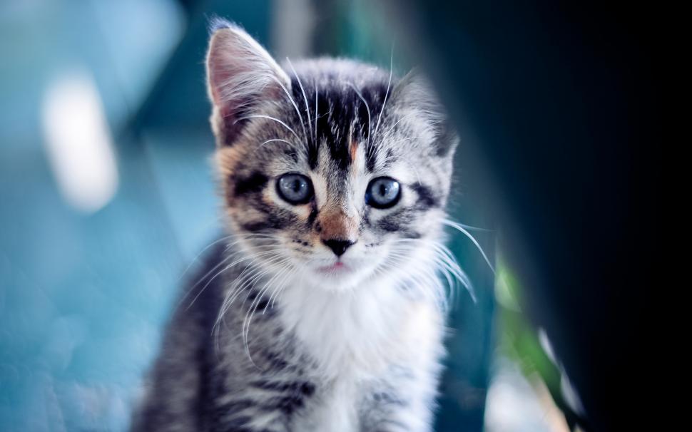 Cute kitten close-up wallpaper,Cute HD wallpaper,Kitten HD wallpaper,2560x1600 wallpaper