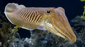 Cuttlefish Fish Underwater Ocean Iphone wallpaper thumb
