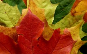 Multicolored leaves wallpaper thumb