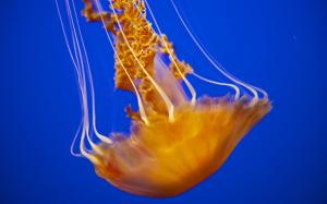 Jellyfish Blue Underwater HD wallpaper thumb