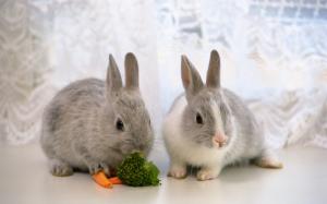 two bunnies eating Rabbit Bunny Grey carrot adorable cute photography easter HD wallpaper thumb