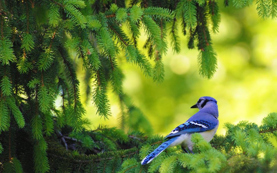  Small Blue Bird on Pine Tree wallpaper,Birds HD wallpaper,2560x1600 wallpaper