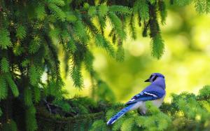 Small Blue Bird on Pine Tree wallpaper thumb