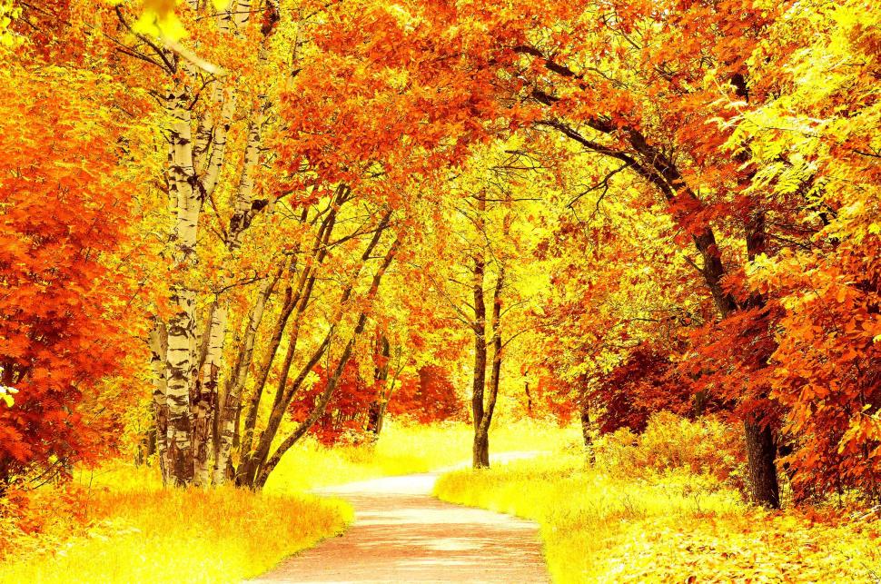 Birches at Fall wallpaper,leaves HD wallpaper,path HD wallpaper,colors HD wallpaper,autumn HD wallpaper,2560x1698 wallpaper