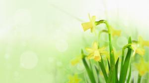 Daffodils So Bright wallpaper thumb