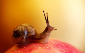 Animals, macro, snail wallpaper thumb