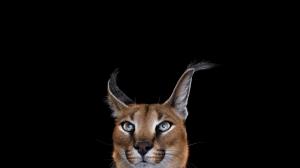 Photography, Mammals, Cat, Simple Background, Caracal wallpaper thumb