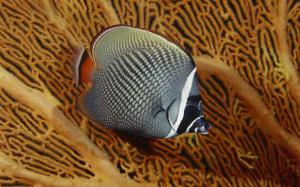 Single Beautiful Fish wallpaper thumb