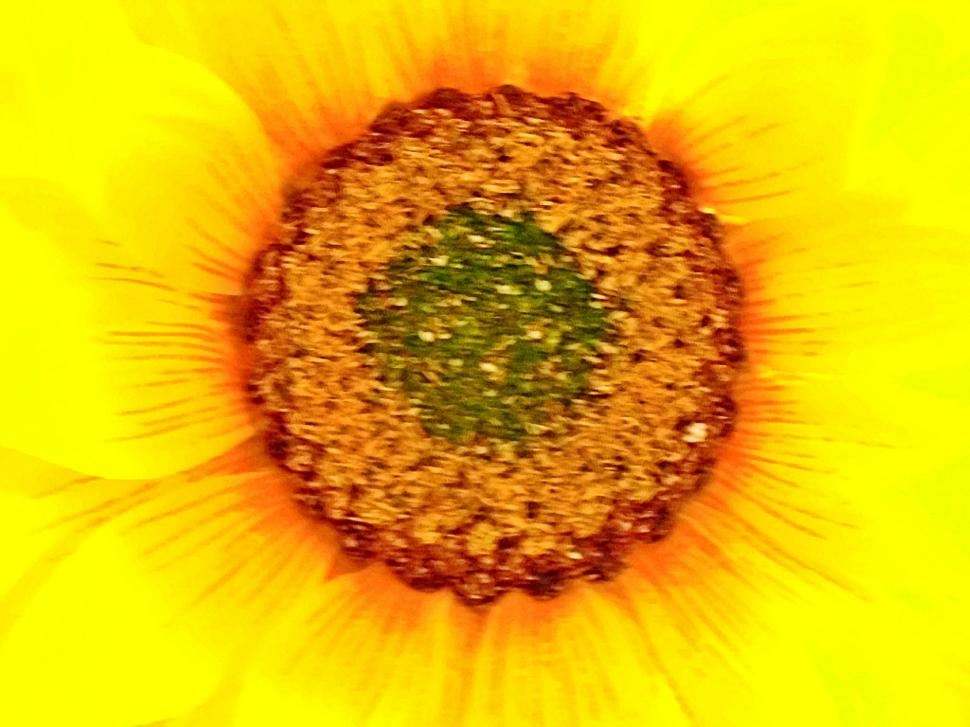 Shining like the sun light Sunflower sunshine Yellow HD wallpaper,nature HD wallpaper,flower HD wallpaper,light HD wallpaper,yellow HD wallpaper,sunshine HD wallpaper,sunflower HD wallpaper,1920x1440 wallpaper