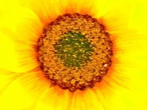 shining like the sun light Sunflower sunshine Yellow HD wallpaper thumb