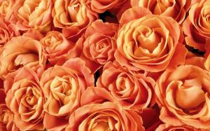 Orange Roses wallpaper thumb
