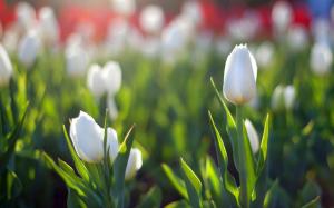 White tulips wallpaper thumb
