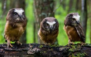 North American boreal owl, three little owls wallpaper thumb