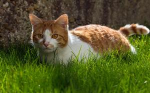 Cute cat, grass, white brown wallpaper thumb