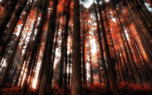 Nature, Landscape, Forest, Red, Sun Rays, Shrubs wallpaper thumb