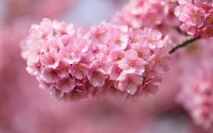 Japan sakura, twigs, pink flowers, petals close-up, blurred background wallpaper thumb