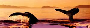 Humpback whale at sunset, Stephens Passage, Alaska, USA wallpaper thumb