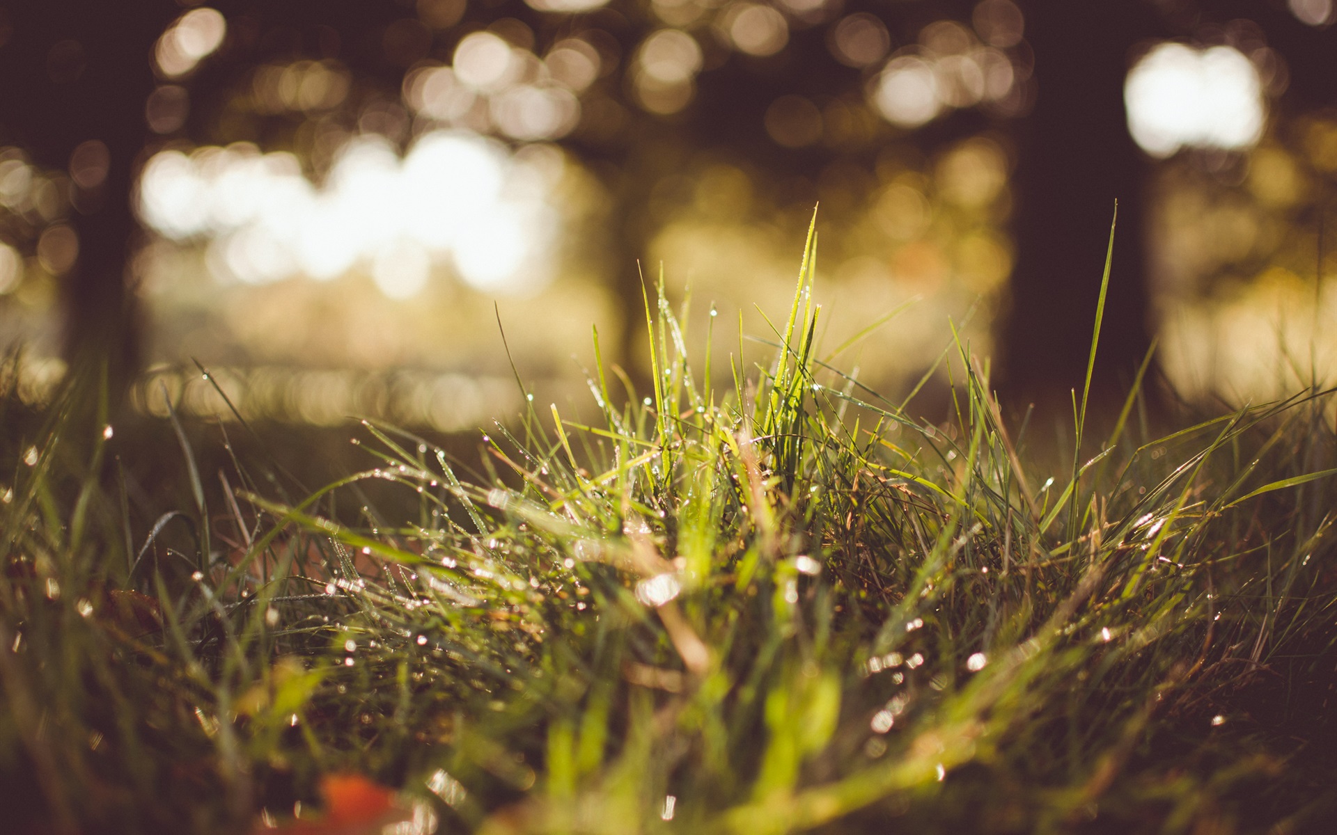Summer grass after rain, water drops, sunshine wallpaper | nature and