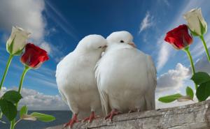doves, couple, rose, sky, love wallpaper thumb