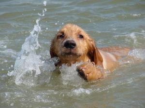 Doggie Swim wallpaper thumb