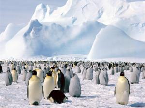 Emperor Penguins Antarctica wallpaper thumb