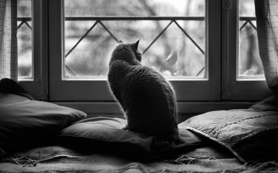 Cat looking out the window in black and white wallpaper,cat HD wallpaper,animal HD wallpaper,black and white HD wallpaper,window HD wallpaper,1920x1200 wallpaper