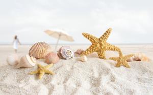 Seashells and Starfish wallpaper thumb