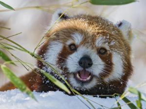 red panda, lesser panda, grass, muzzle wallpaper thumb