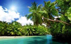 Palm trees, tropical, sea, blue water, summer wallpaper thumb