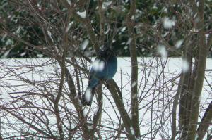 Blue Jay On A Snowy Day wallpaper thumb