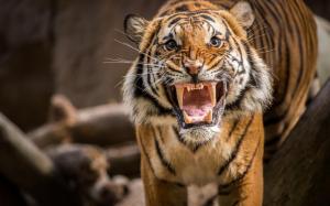 Tiger growl wallpaper thumb
