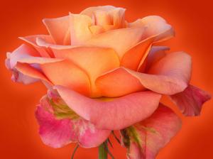 Pink Roses Flower  Images wallpaper thumb