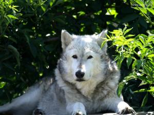 wolf picturess pictures wallpapers white WOLF HD wallpaper thumb