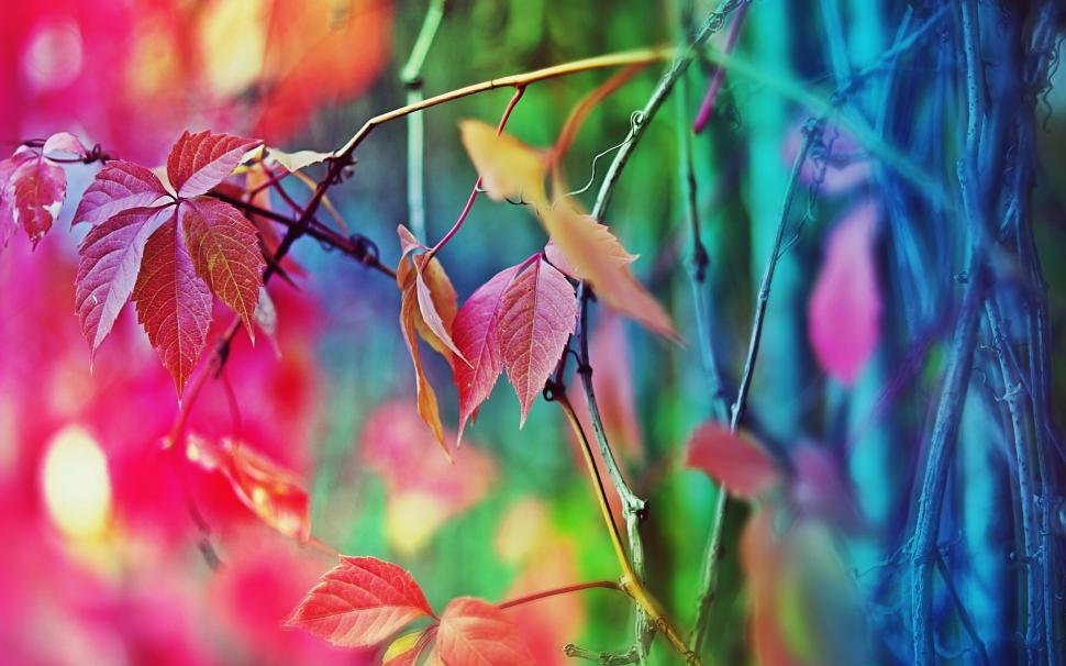Autumn leaves fuzzy wallpaper,Autumn HD wallpaper,Leaves HD wallpaper,Fuzzy HD wallpaper,2560x1600 wallpaper