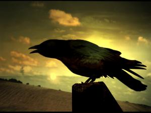 Raven, Silhouette, Bird, Sunset, Animal wallpaper thumb