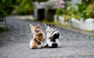 Two Kittens wallpaper thumb