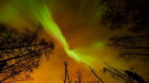Aurora Borealis over the forest wallpaper thumb