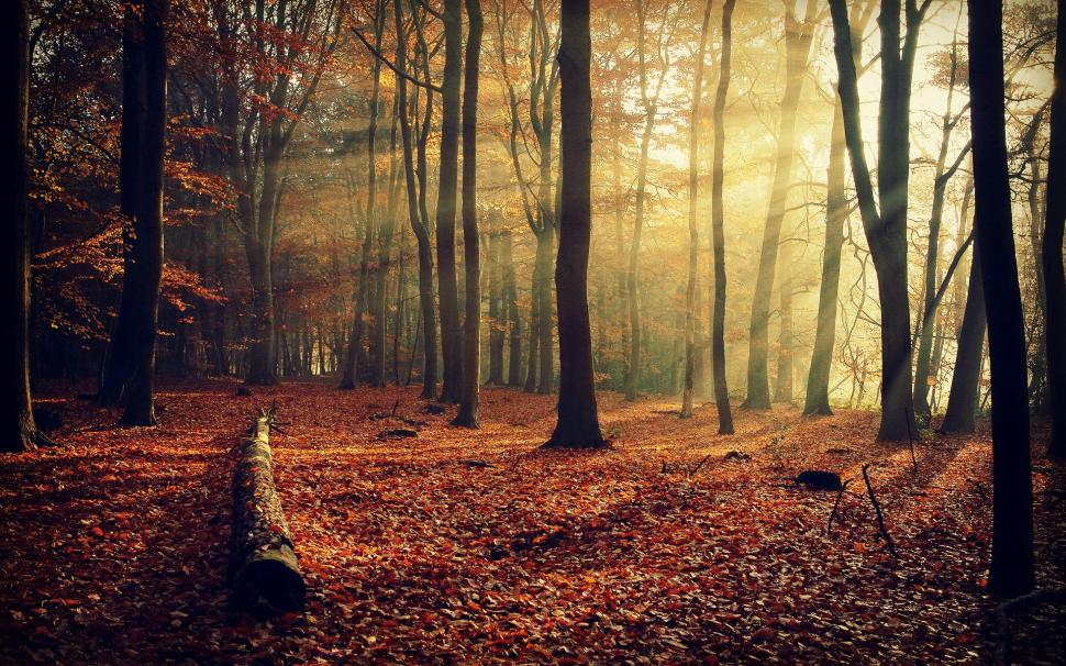 Autumn nature, forest, leaves, trees, light rays wallpaper,Autumn HD wallpaper,Nature HD wallpaper,Forest HD wallpaper,Leaves HD wallpaper,Trees HD wallpaper,Light HD wallpaper,Rays HD wallpaper,1920x1200 wallpaper