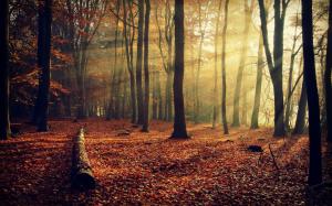 Autumn nature, forest, leaves, trees, light rays wallpaper thumb