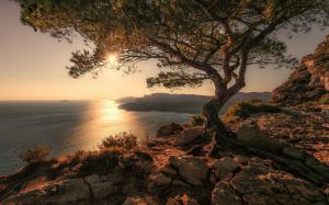 Coast, sea, tree, stones, dawn, sun wallpaper thumb