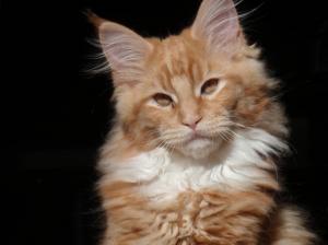 Maine Coon Serious wallpaper thumb