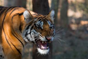 Bengal Tiger, wallpaper thumb