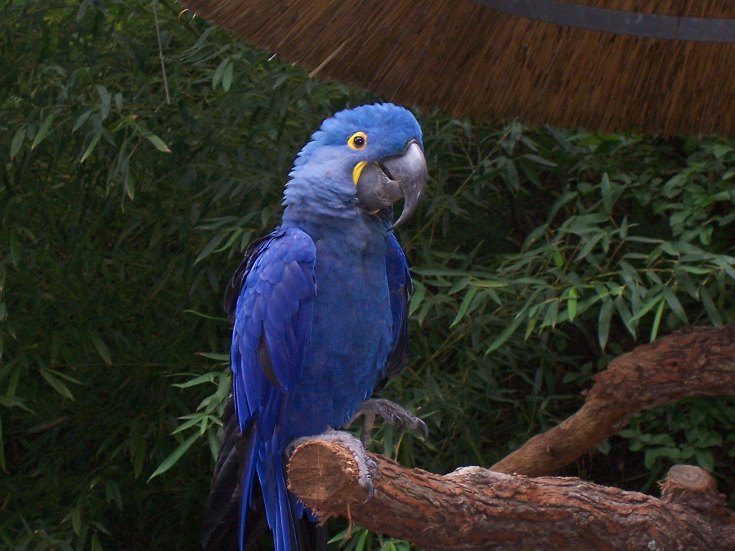 Hyacinth Macaw wallpaper | colorful | Wallpaper Better