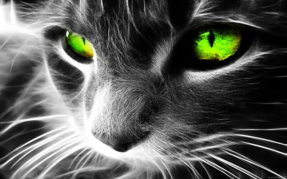 Grey cat with green eyes wallpaper,cat HD wallpaper,animal HD wallpaper,grey HD wallpaper,graphic HD wallpaper,1920x1200 wallpaper